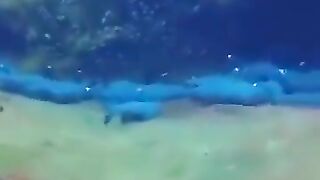 Resting Sharks Don't Rest