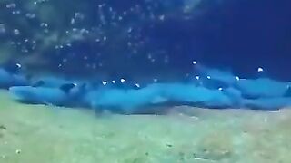 Resting Sharks Don't Rest