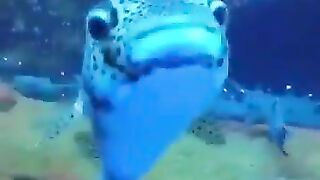 Resting Sharks Don't Rest