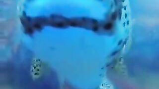 Resting Sharks Don't Rest