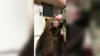 Russians Love Brushing Bears' Teeth