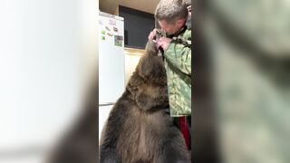 Russians Love Brushing Bears' Teeth