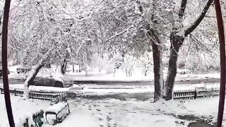Snow Damage To Trees