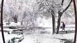 Snow Damage To Trees