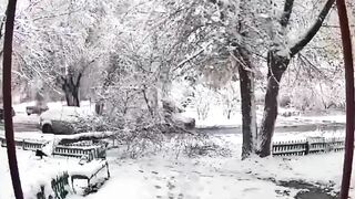 Snow Damage To Trees