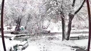 Snow Damage To Trees