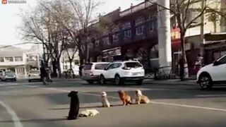 Loyal Dog Protects Friend's Body After He Was Shot