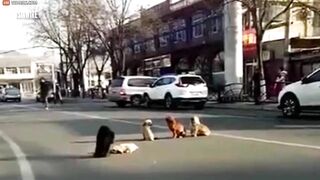 Loyal Dog Protects Friend's Body After He Was Shot