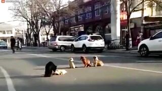 Loyal Dog Protects Friend's Body After He Was Shot