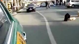 Loyal Dog Protects Friend's Body After He Was Shot