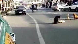 Loyal Dog Protects Friend's Body After He Was Shot