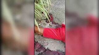 Man Torn To Pieces By Truck
