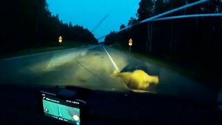 Moose Suddenly Appeared And Hit The Car