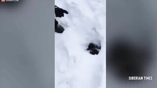 Mountain Rescuers Desperately Dig To Save People Buried In Snow