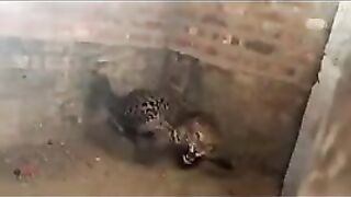 Surprise