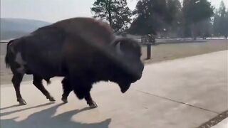 The Price Of Taking Photos With Bison