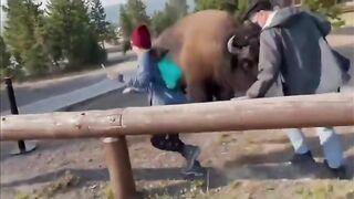 The Price Of Taking Photos With Bison