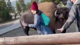 The Price Of Taking Photos With Bison