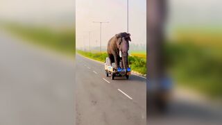 Transporting Elephants Home