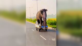Transporting Elephants Home