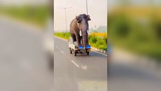 Transporting Elephants Home