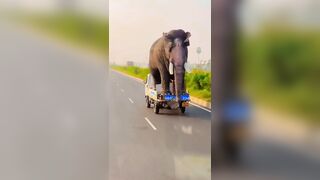 Transporting Elephants Home