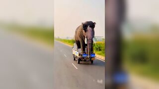 Transporting Elephants Home