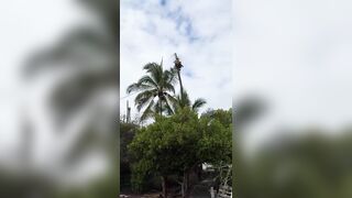 After This Landing, The Tree Surgeon Needs A Real Surgeon