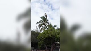 After This Landing, The Tree Surgeon Needs A Real Surgeon