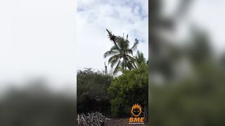 After This Landing, The Tree Surgeon Needs A Real Surgeon