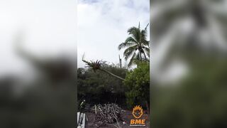 After This Landing, The Tree Surgeon Needs A Real Surgeon