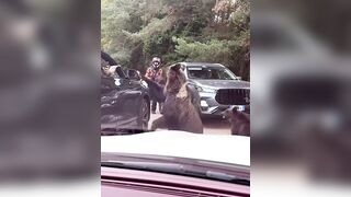 Try Hand Feeding A Bear