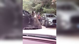 Try Hand Feeding A Bear