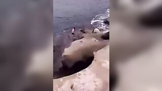 Try Hugging A Seal