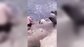 Try Hugging A Seal