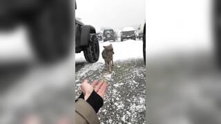 Try Petting A Coyote
