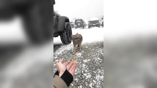Try Petting A Coyote