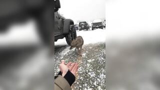 Try Petting A Coyote