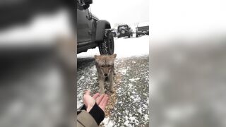 Try Petting A Coyote