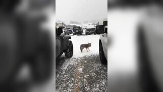 Try Petting A Coyote