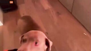 A Crazy Video Of Pure Nightmare Material Shows Two Men And A Dog