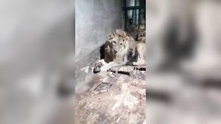 Zookeeper Eaten Alive By Lion In Bid To Please Girlfriend