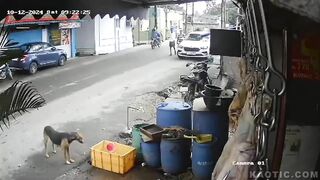 Elderly Man Crushed To Death By Drunk Truck Driver