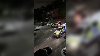 Innocent Cows Minding Their Own Business