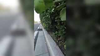 Tesla Driver's Carelessness Ruins Cyclist's Day