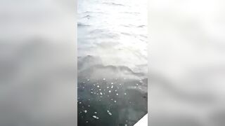 Shark Rips Tourists Apart...boat Hits Shark