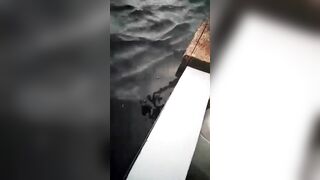 Shark Rips Tourists Apart...boat Hits Shark