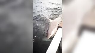 Shark Rips Tourists Apart...boat Hits Shark
