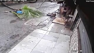 Shocking Video: Indian TV Host Crushed To Death By Palm Tree