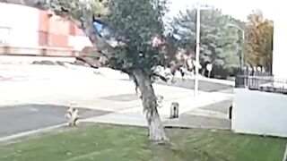 Small Plane Hits Tree
